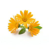 Arnica Montana
