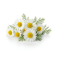 Camomille